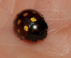 Chrysolina vigintimaculata