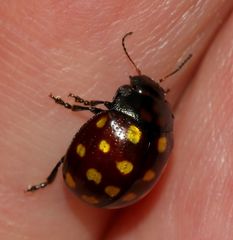 Chrysolina vigintimaculata