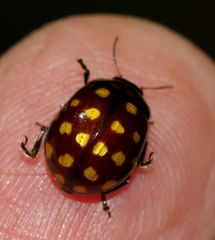 Chrysolina vigintimaculata