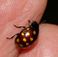 Chrysolina vigintimaculata