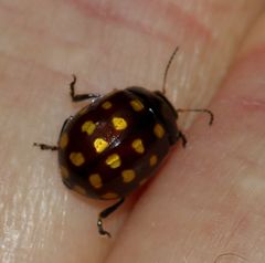 Chrysolina vigintimaculata