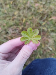 Alchemilla
