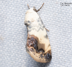 Acontia behrii