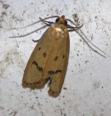 Eulechria subpunctella