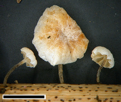 Marasmiellus bonii