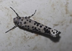 Yponomeuta pustulellus