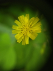 Youngia japonica