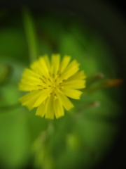 Youngia japonica