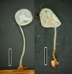 Gloiocephala phormiorum