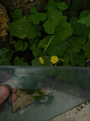 Youngia japonica