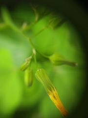 Youngia japonica