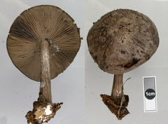 Pluteus microspermus