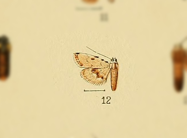 Araeopteron nivalis