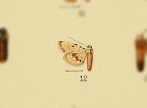 Araeopteron nivalis