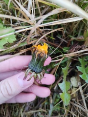 Taraxacum officinale