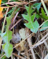 Taraxacum officinale