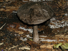 Pluteus microspermus