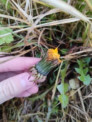 Taraxacum officinale