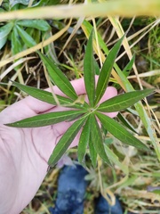Lupinus polyphyllus