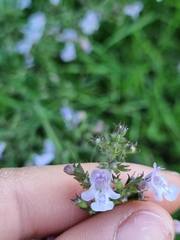 Clinopodium nepeta