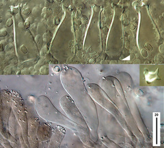 Pluteus microspermus