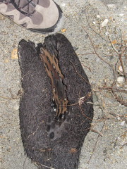 Dicksonia fibrosa
