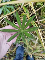 Lupinus polyphyllus