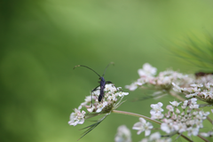 Stenorhopalus gracilipes