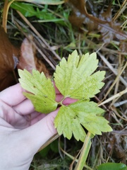 Ranunculus repens
