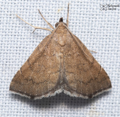 Focillidia