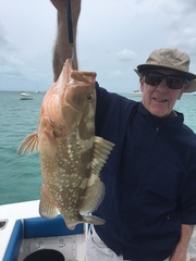 Epinephelus morio