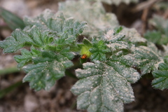 Coldenia procumbens