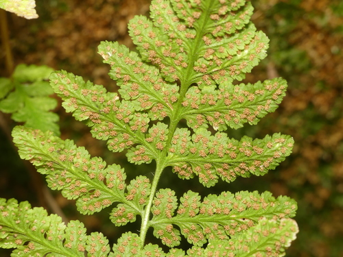 blunt woodsia