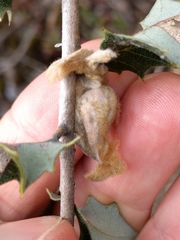 Heteroecus dasydactyli