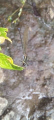 Argia indicatrix