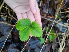 Fragaria vesca