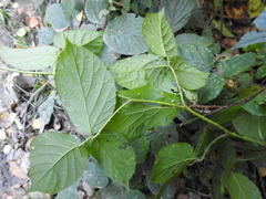 Rubus pedemontanus