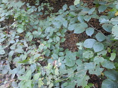 Rubus pedemontanus