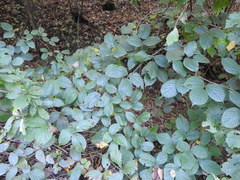 Rubus pedemontanus