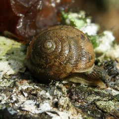 Mesomphix rugeli