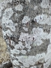 Lecanora symmicta