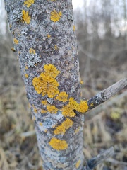 Xanthoria parietina