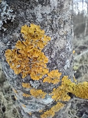 Xanthoria parietina