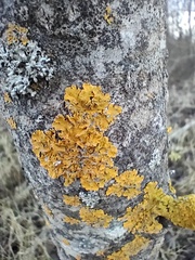 Xanthoria parietina