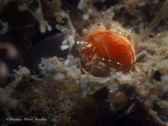 Pagurus brevidactylus