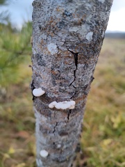 Schizophyllum commune