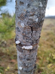 Schizophyllum commune
