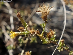 Chiliadenus iphionoides