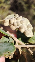 Dryomyia lichtensteinii