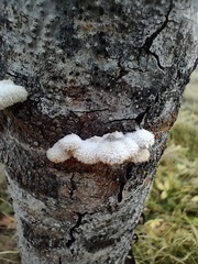 Schizophyllum commune